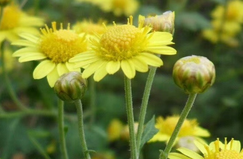 1629867945309560.jpg 野菊花111111111111111.jpg