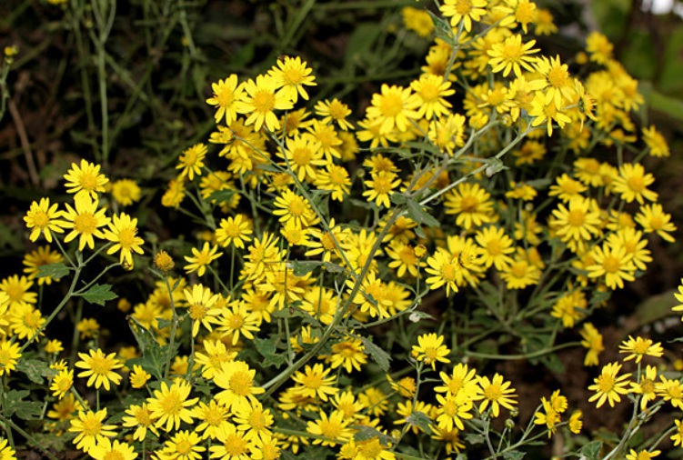 1629867981830648.jpg 野菊花222222222222222.jpg