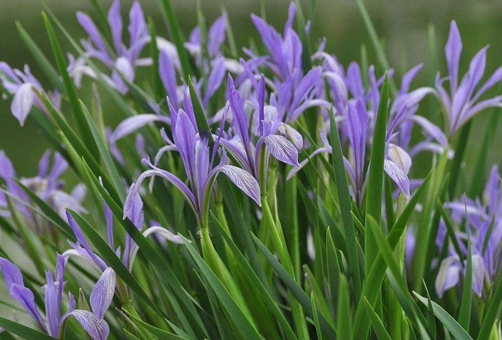 1629870192101997.jpg 馬蓮花2.jpg