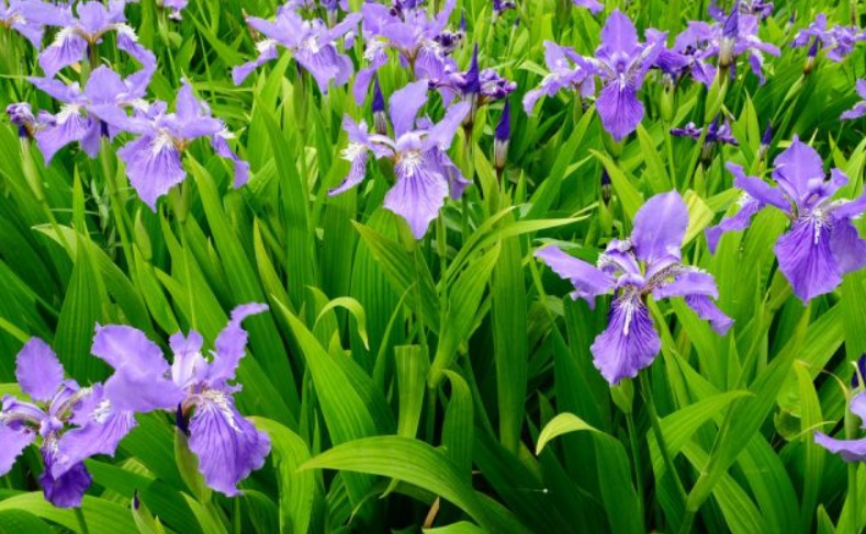 1629870276953553.jpg 馬蓮88888888888888888888888888.jpg