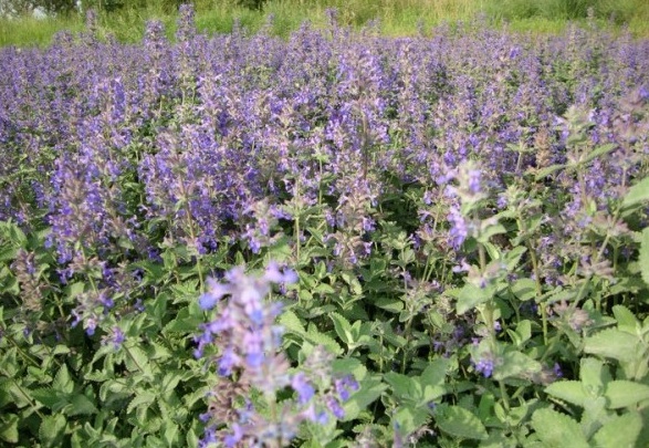 1629874395122592.jpg NF2%T0OSN@@2)UPKO[P@6FF.jpg