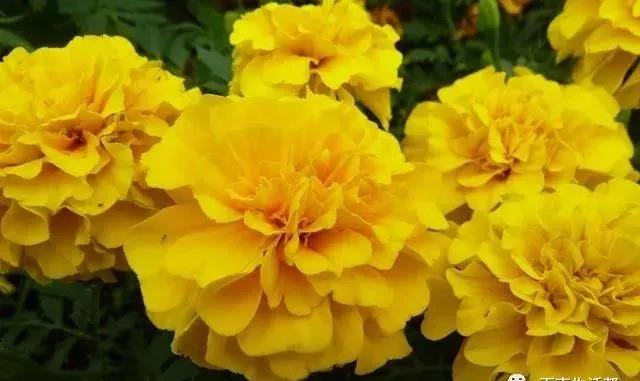 這種花居然叫做孔雀草，一直以為是太陽花呢，這次又長知識了！