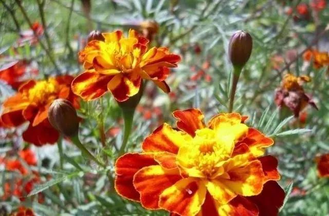 這種花居然叫做孔雀草，一直以為是太陽花呢，這次又長知識了！