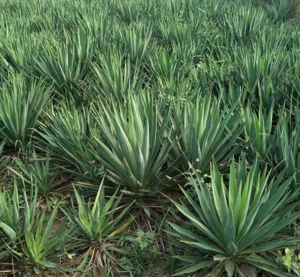 1629875525325955.jpg SEVJ9{3MJ[58(XPOI82`AQG.jpg