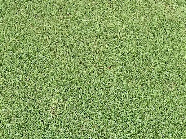 果嶺草草坪圖片