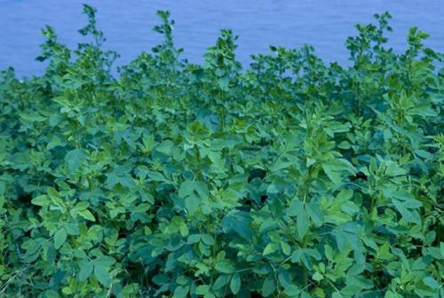 耐堿性牧草草種推薦---草木犀,種植方法是什么