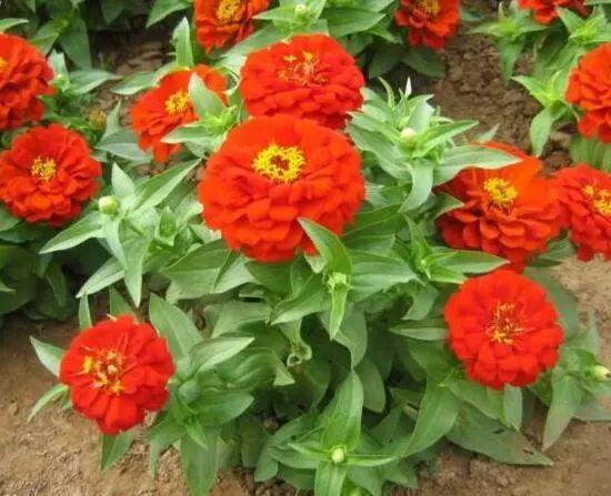 百日草生長期養護要點,百日草一年四季的養護方法