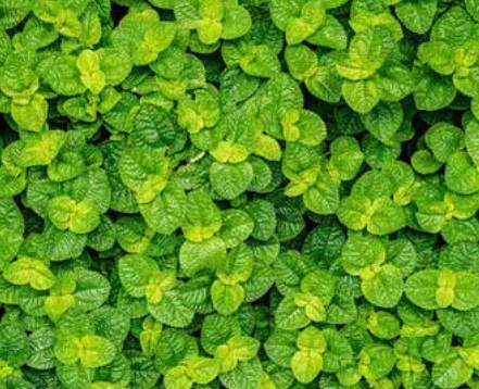 1629880473967833.jpg image.jpg