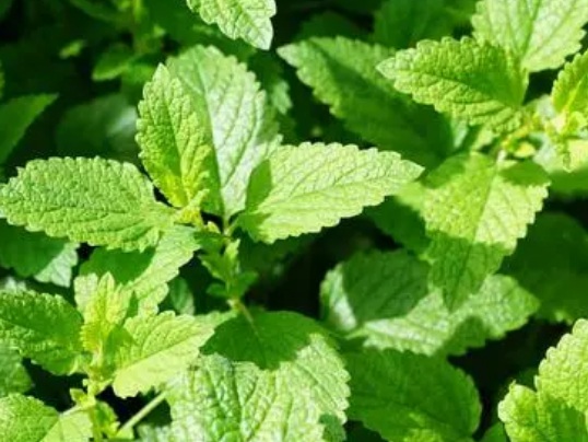 1629880480249342.jpg image.jpg