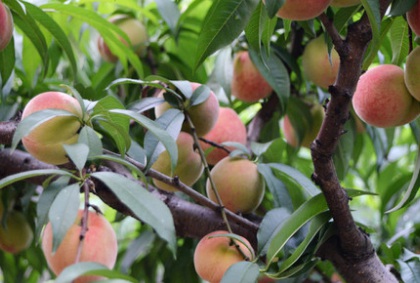 1629882677557286.jpg image.jpg