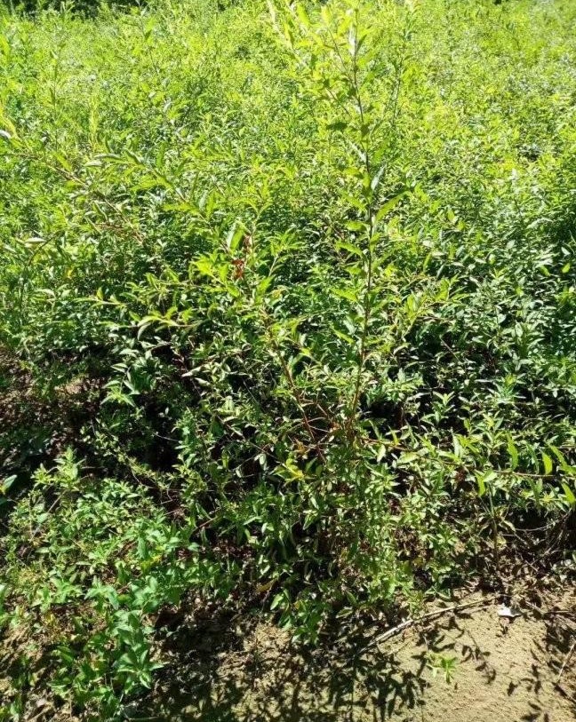 1629886840691120.jpg image.jpg