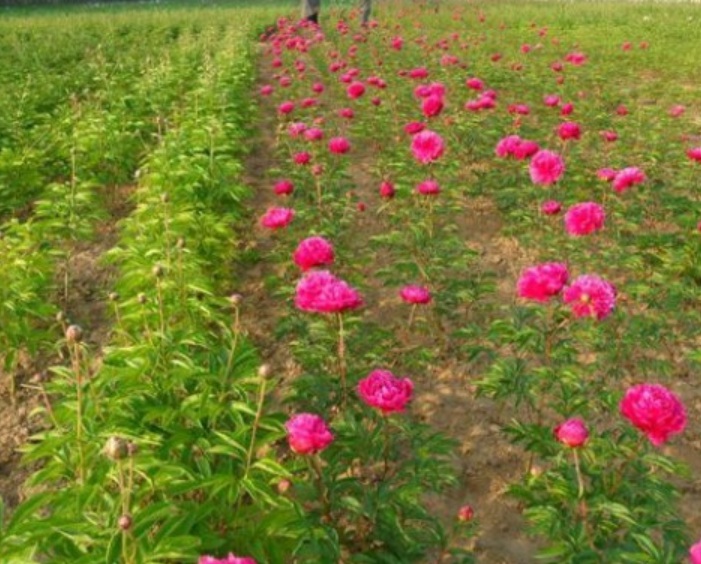 1629898056116832.jpg image.jpg