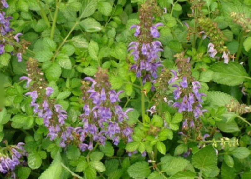 1629901001287352.jpg image.jpg