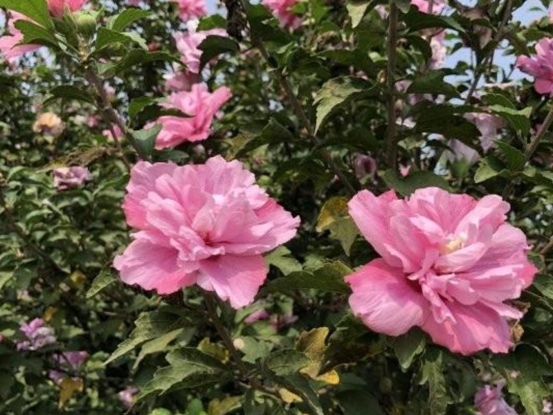 1629901675411896.jpg image.jpg