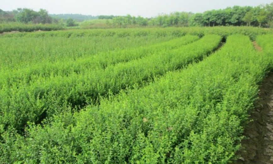 1629902512759732.jpg image.jpg