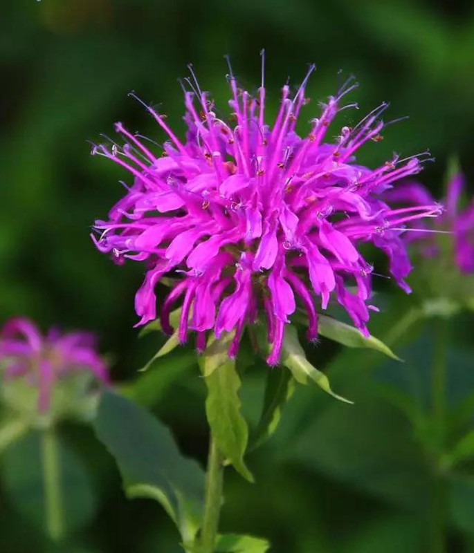 夏日清新香草—薄荷 藥用價值高