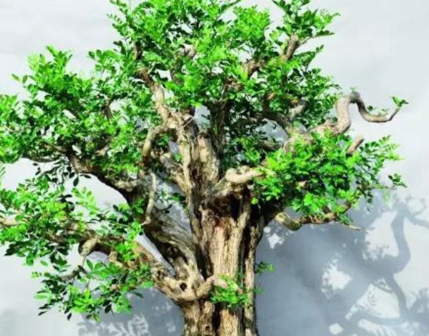 1629948730808349.jpg A(7TL$_0O2KU~8SA4ZQ%103.jpg