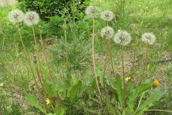 1629949047570962.jpg D)6ZLWLC@%35IWHR5CY@CX0.jpg