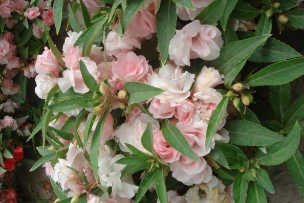 1629952685164320.jpg 6VQ0ZH215RXHWFK62F46NBM.jpg