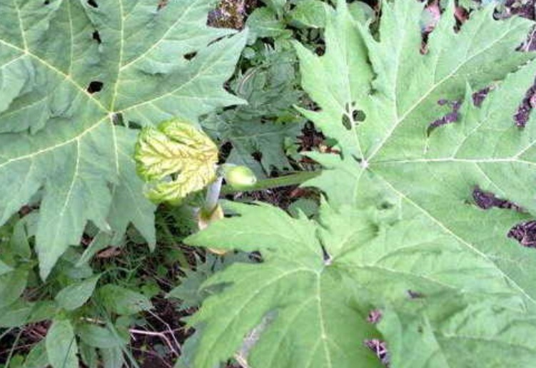 1630051151101646.jpg 大黃1.jpg