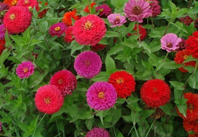 1630051542886984.jpg 百日草_副本.jpg