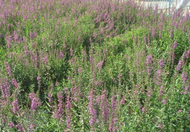 1630052871918044.jpg 千屈菜_副本.jpg