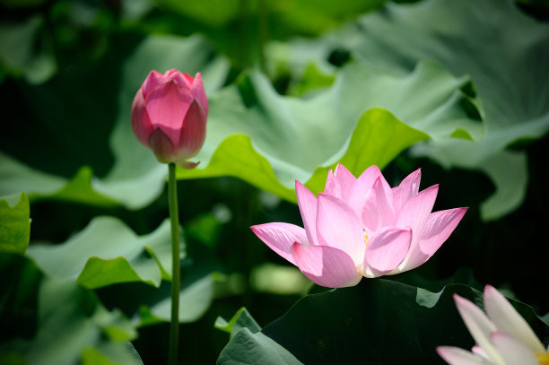 1630056217247377.jpg 90d7af649a36e8f2c8ef127bf79d21d9_t01f5ec691a4763e8f8.jpg