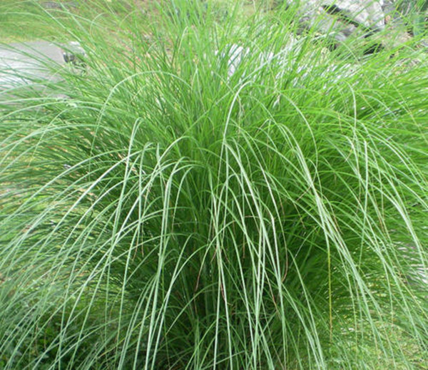 1630056572481087.jpg 細葉芒草1_副本.jpg