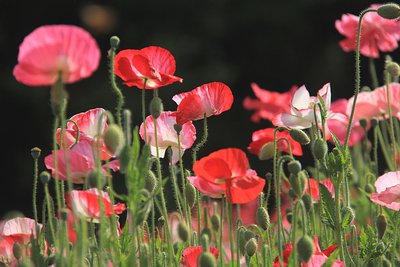 1630061621810044.jpg 1630061621810044.jpg