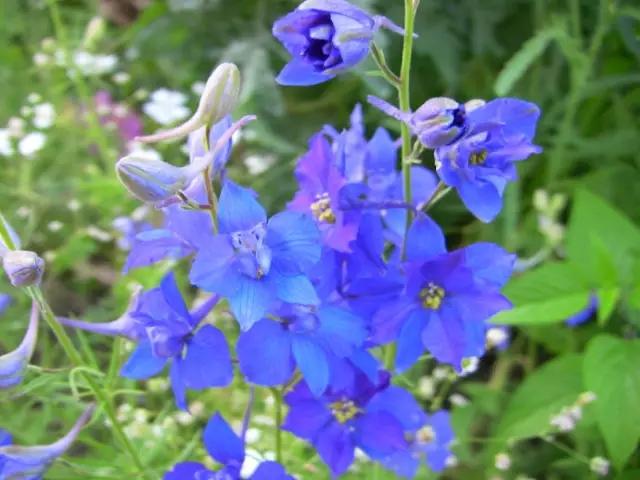 飛燕草的生活習慣和播種方法