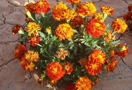 1630067059391502.jpg IVQEPN31ETKWPUVMCU2PU@G.jpg