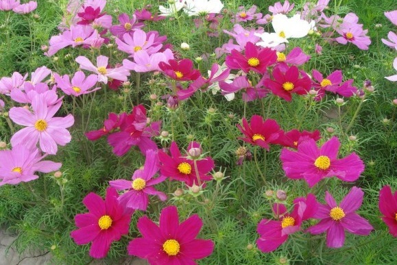 1630067411690072.jpg VIYOOHN_{O}P}P8GI0FG([Q.jpg