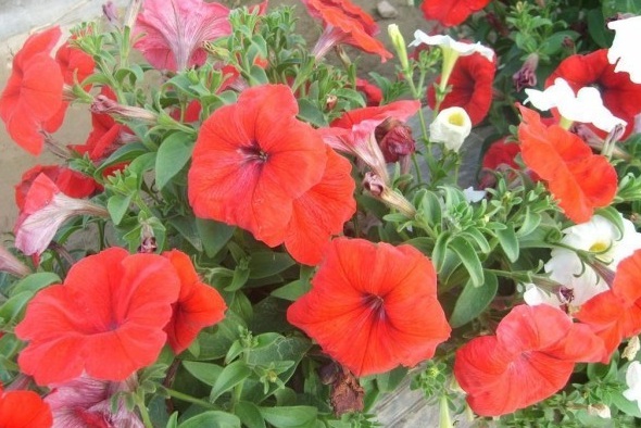 1630067468499563.jpg 2Z9Z1FI4L0S`F3TEP)RK0G2.jpg