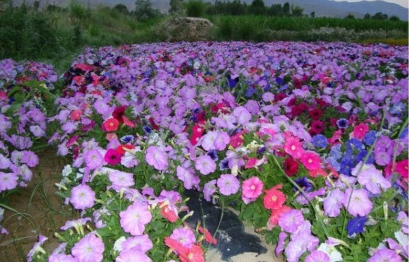 1630067531414740.jpg B$3)D0(JW_X1JJJ%5BKBV34.jpg