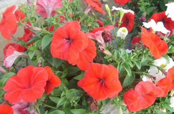 1630067829162506.jpg GM63[CY1FFQ5GO%F}6W_5R1.jpg