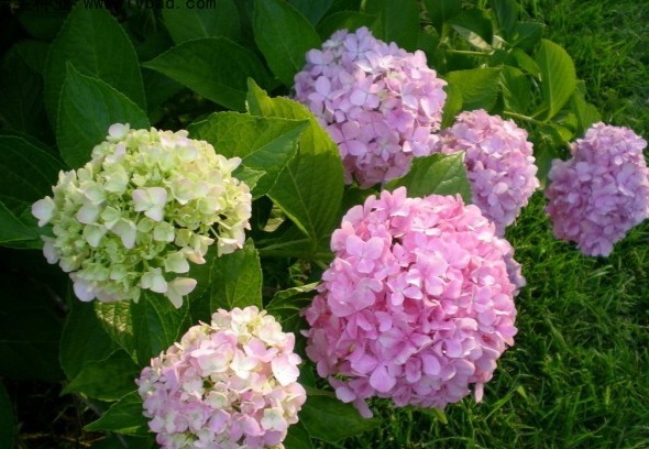 1630068742856049.jpg A3L92%[_EPT$@V%{L$EVFSC.jpg