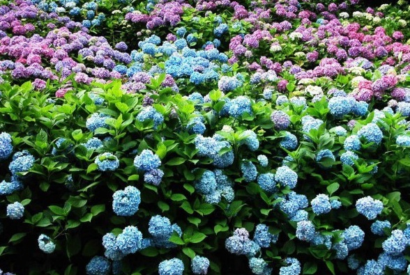 1630068762385308.jpg I3HX@_LTFKQQ(2GE49C$$1K.jpg