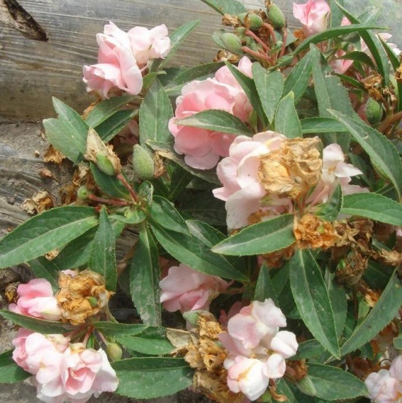 1630068822731661.jpg }DH89(3A)PG69Z(25DI~HYK.jpg