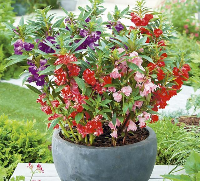 鳳仙花又叫指甲花,應該如何播種