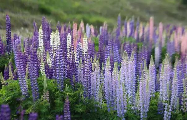 魯冰花的種植方法，魯冰花的實(shí)用價(jià)值