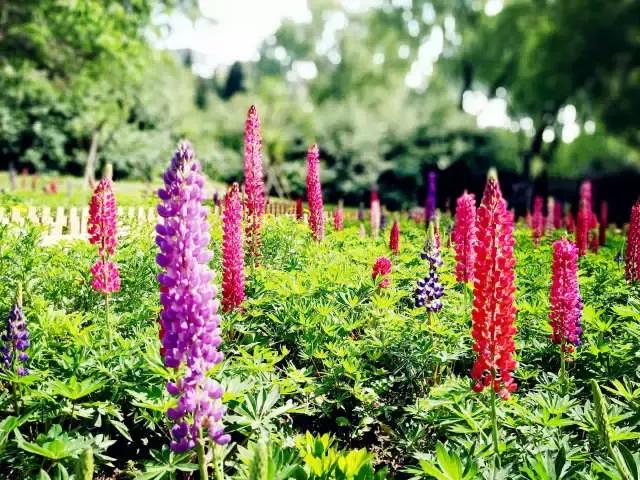魯冰花繁殖技巧,怎么才能養好魯冰花?