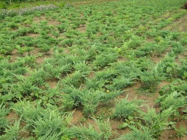 1630071103245918.jpg 1630071103245918.jpg