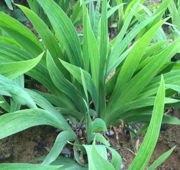 1630071323233616.jpg 7GP02ZE6EKKXRMP_LEJON~6.jpg