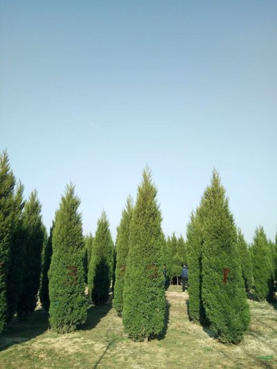 1630076383291630.jpg 1630076383291630.jpg