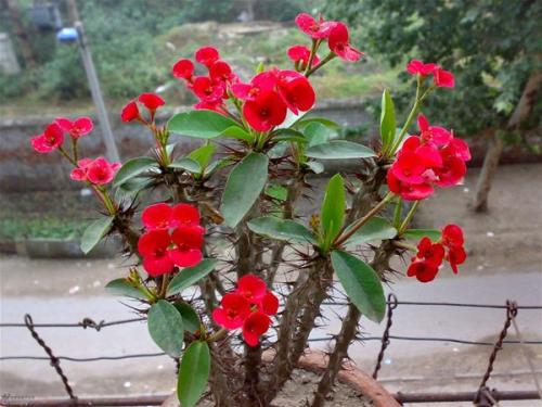 1630076583849009.jpg 1630076583849009.jpg