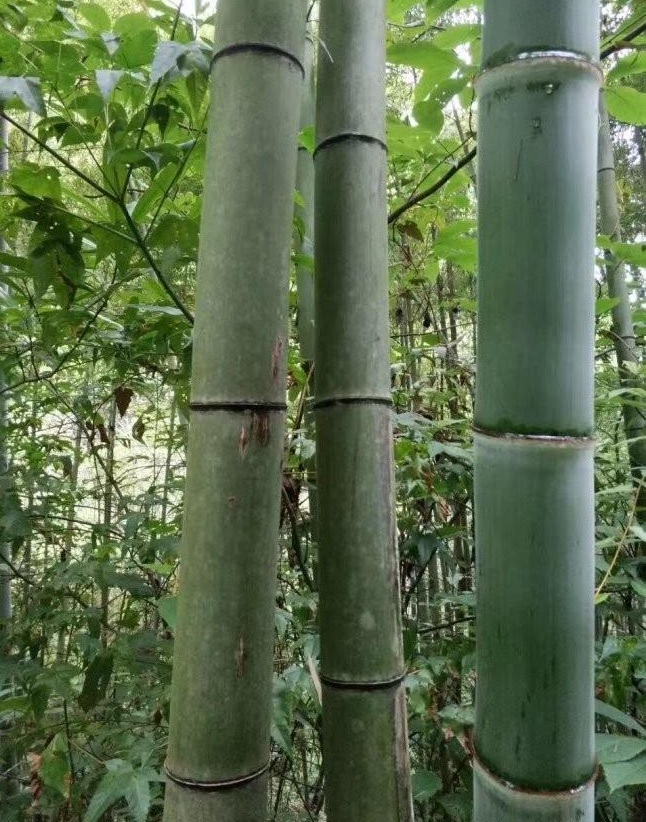 1630082464347659.jpg image.jpg