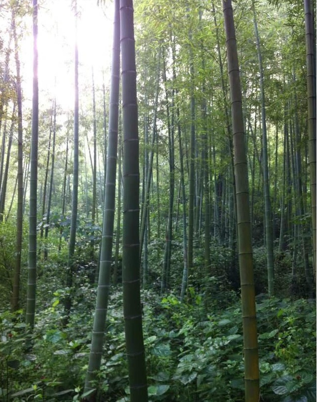 1630082483260473.jpg image.jpg