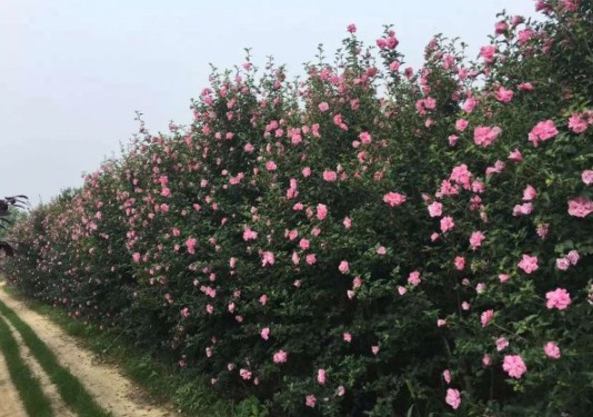 1630115724725606.jpg image.jpg