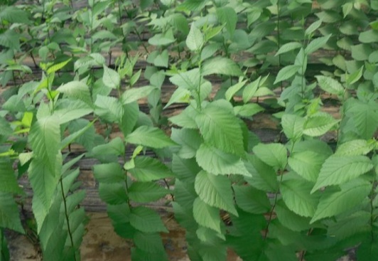 1630115833661450.jpg image.jpg