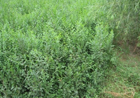 1630115847250338.jpg image.jpg